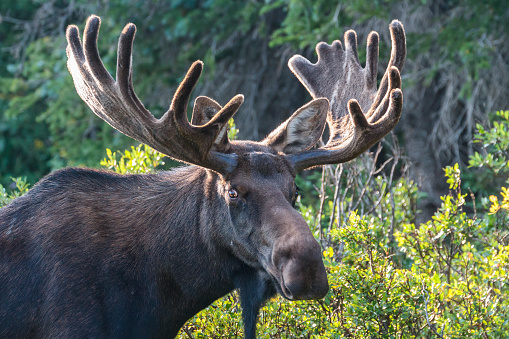 Shiras moose are wild animals in the Rocky Mountains of Colorado