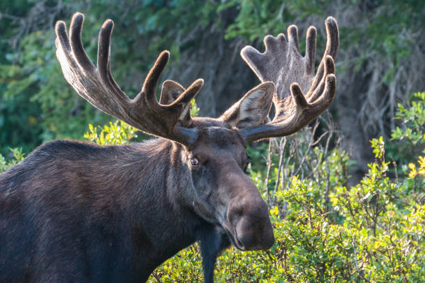 Shiras Moose of The Colorado Rocky Mountains Shiras moose are wild animals in the Rocky Mountains of Colorado bull pine stock pictures, royalty-free photos & images