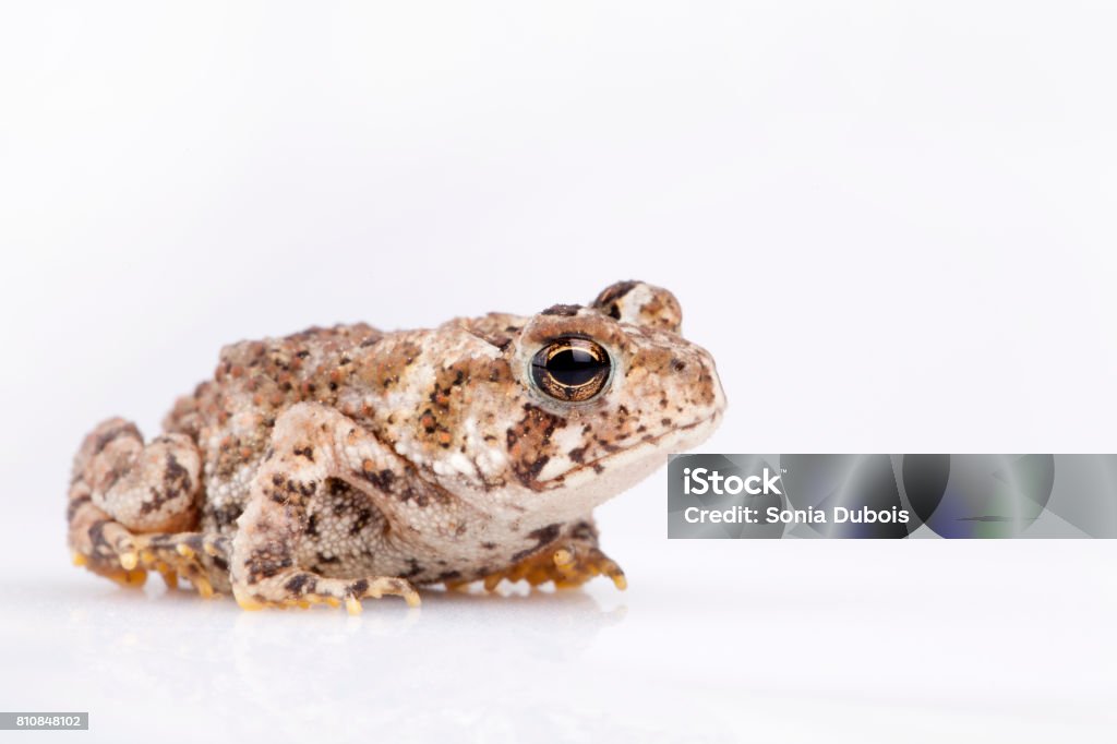 Mini Toad Pet Mini Toad Stock Photo - Download Image Now - Amphibian, Animal, Animal ...