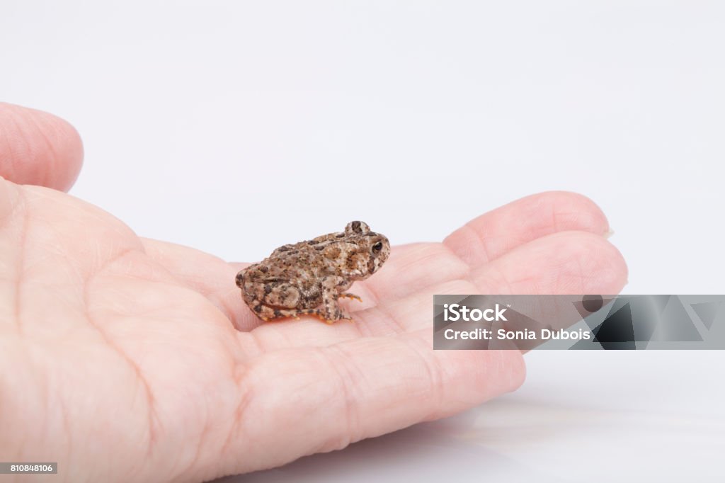 Mini Toad Pet Mini Toad Stock Photo - Download Image Now - Amphibian, Animal, Animal ...