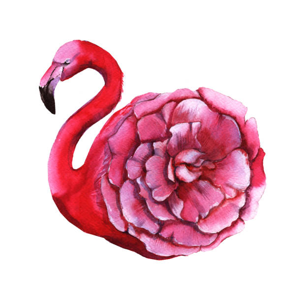 istock Pink flamingo flower. Isolated on white background. 810853730
