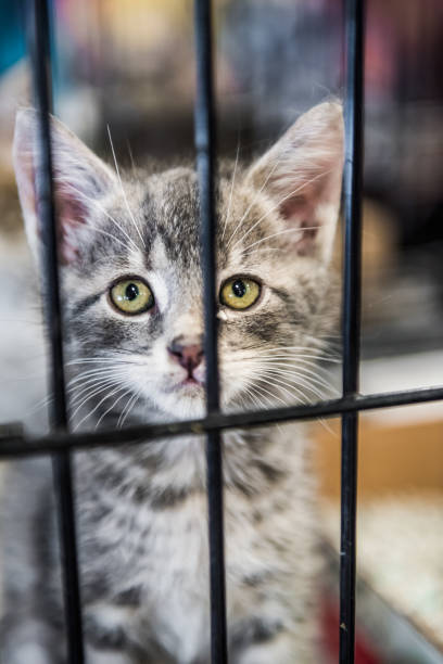 istock Portrait of one tabby grey kitten looking through cage behind bars waiting for adoption 810853732