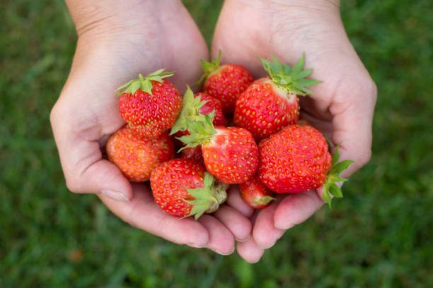 istock hands with fresh organic juicy strawberry, top view 810853954