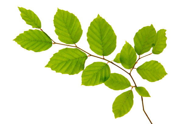 istock Green leaves isolated on white background 810854480