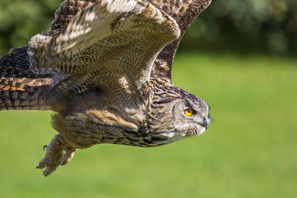 istock Eagle owl bird of prey hunting in flight. Eagle-owl (Bubo bubo) flying. 810856924