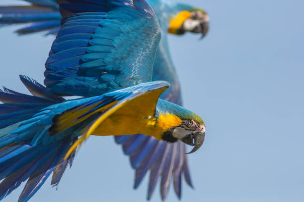 istock Blue and gold macaw (Ara ararauna). Parrot birds flying. Wildlife image with copy space. 810856932