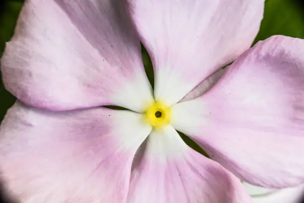 Macro closeup of rosy periwinkle flower showing detail and texture