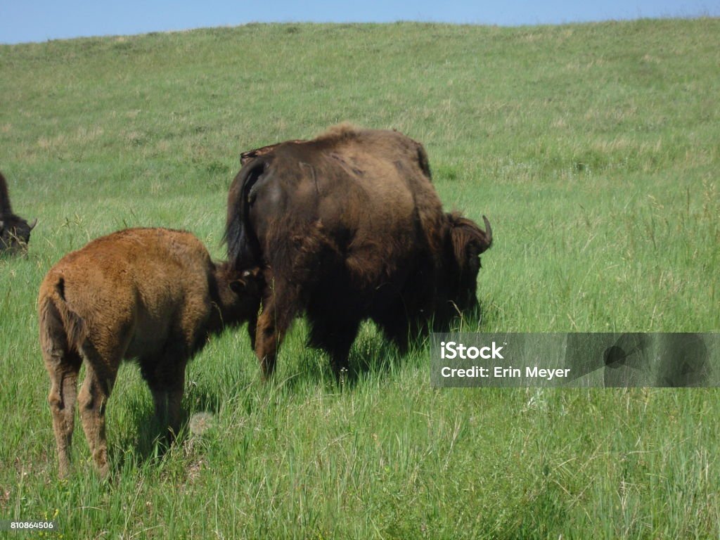 Buffalo with calves African Buffalo Stock Photo