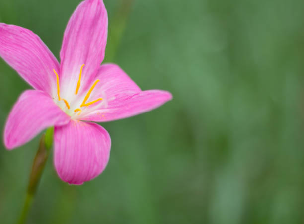 istock Pink flower blossom with green leaf in background 810868736