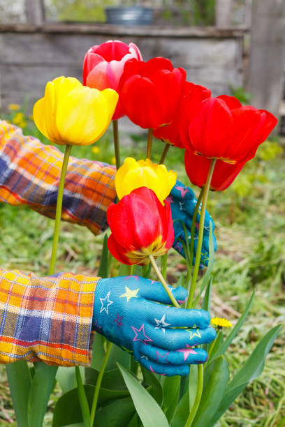 istock Tulips in the garden 810869572