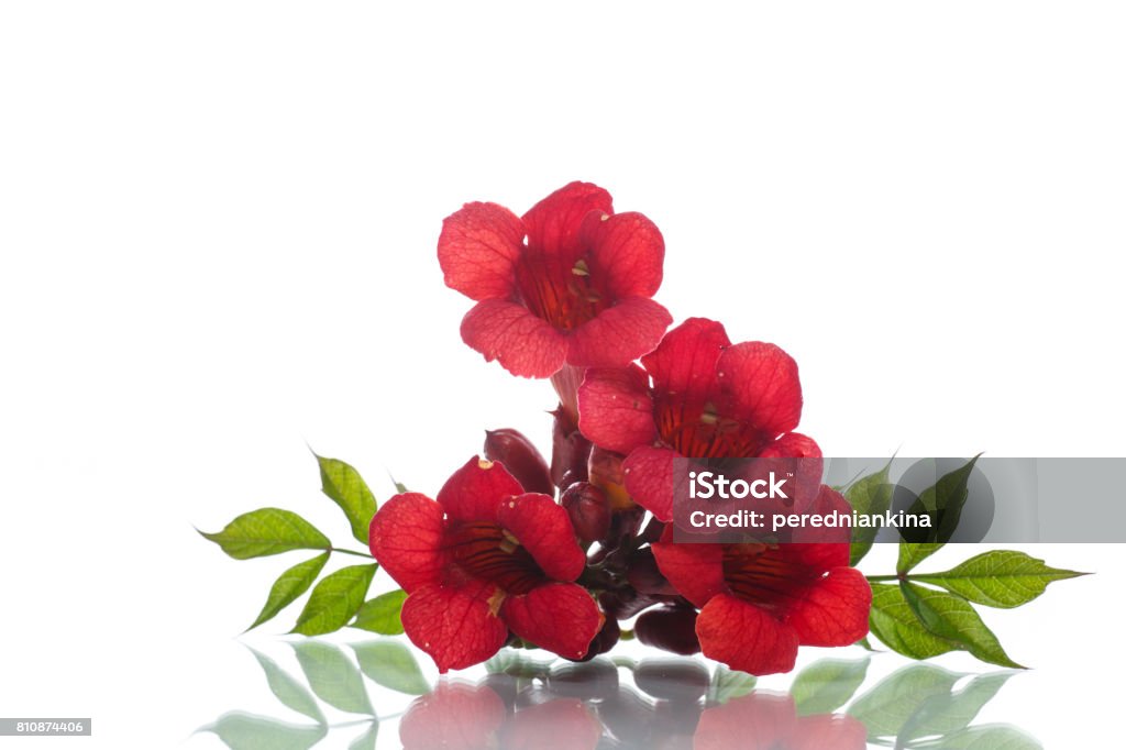 Florecer Flor Roja Campsis Foto de stock y más banco de imágenes de Enredadera de trompeta - Enredadera de trompeta, Fondo blanco, Arbusto - iStock Florecer Flor Roja Campsis Foto de stock y más banco de imágenes de Enredadera de trompeta - Enredadera de trompeta, Fondo blanco, Arbusto - iStock