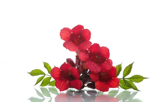 blooming red flower Campsis on a white background