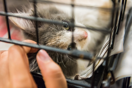 Portrait of one grey and white calico kitten playing in cage waiting for adoption