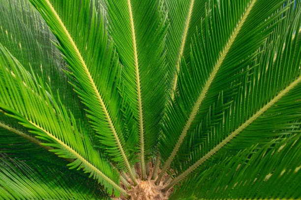 istock Green leaf macro, green fresh plants close up for background 810875958
