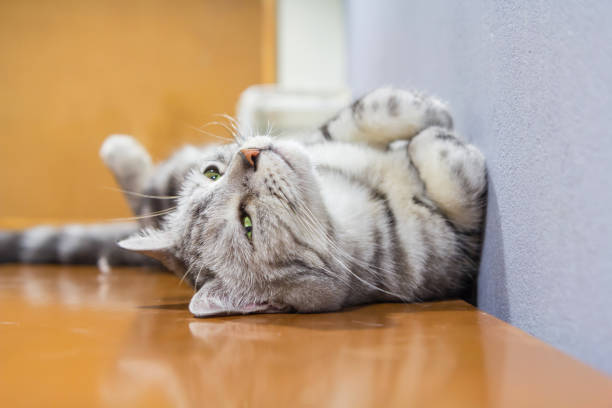 istock american shorthair rolled around on the table 810879780