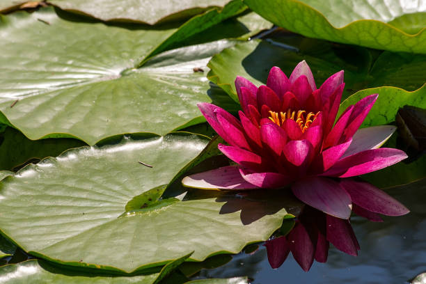 istock Beautiful water lily in botanical garden (Krakow, Poland) 810880110