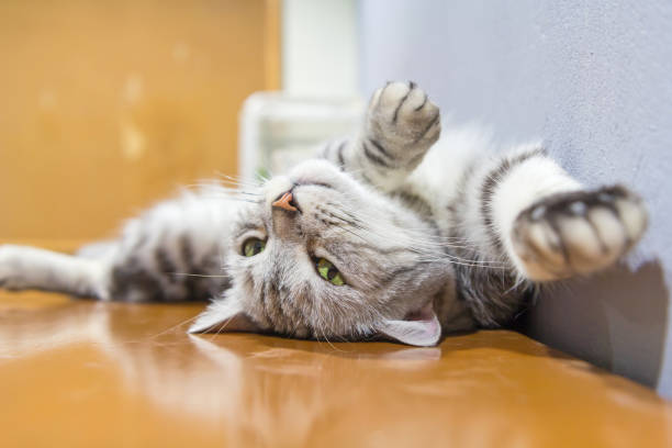 istock american shorthair rolled around on the table 810880160