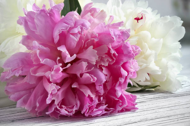 istock White purple peony flower on white wooden background. 810880254