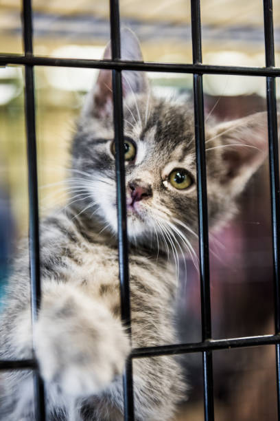 istock Portrait of one tabby grey kitten looking through cage behind bars waiting for adoption 810883370