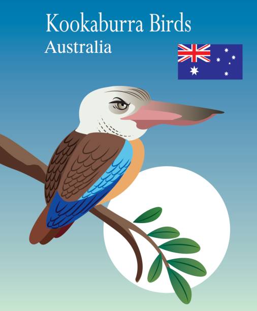 ilustrações de stock, clip art, desenhos animados e ícones de vector kookaburra birds - kakadu national park national park northern territory kakadu