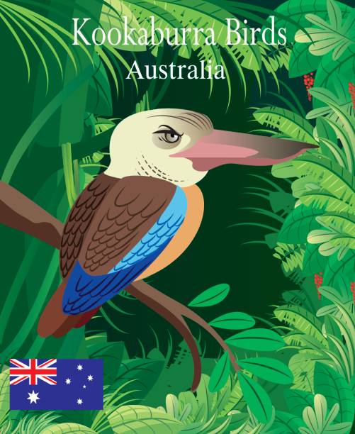 ilustrações, clipart, desenhos animados e ícones de pássaros kookaburra - kakadu national park australia bird northern territory
