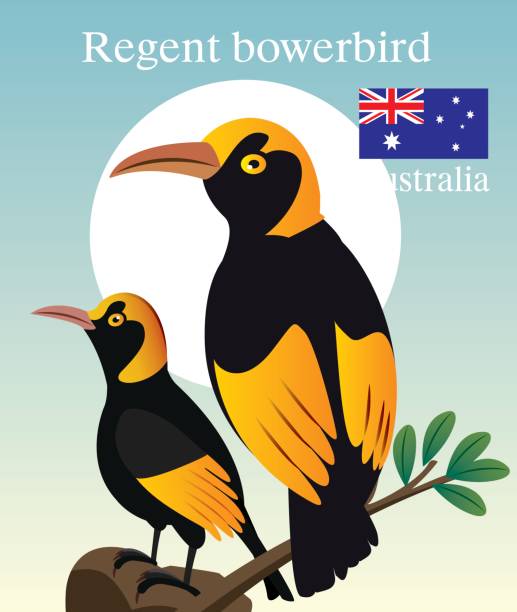 ilustrações, clipart, desenhos animados e ícones de regente boverbird - kakadu national park australia bird northern territory