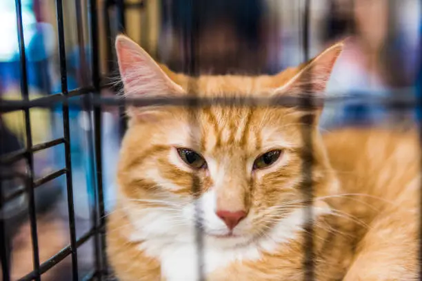 Closeup portrait of one sad orange ginger cat in cage waiting for adoption
