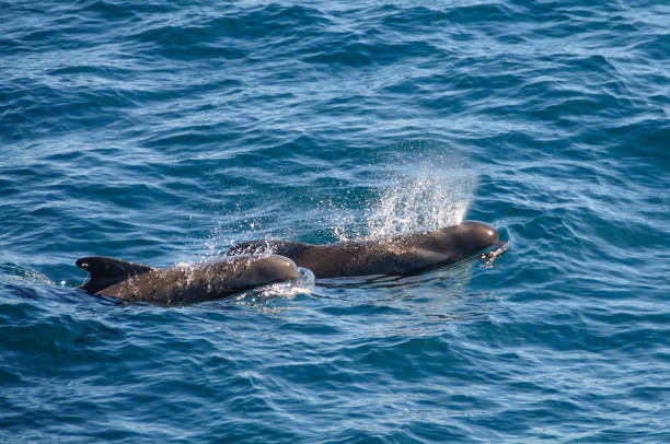 Long-finned Pilot Whales Encounter with long-finned pilot whales, enroute between the Ushuaia and the Falkland Islands. longfin spadefish stock pictures, royalty-free photos & images