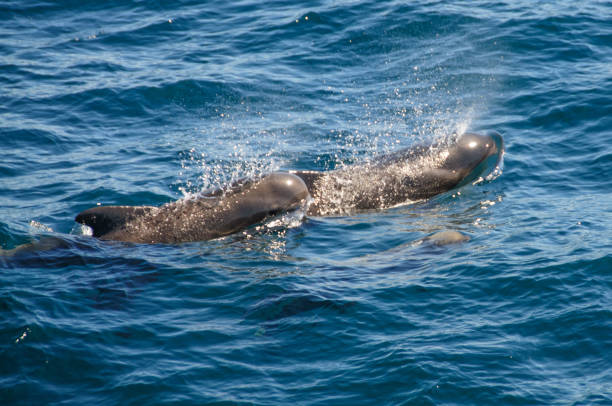 Long-finned Pilot Whales Encounter with long-finned pilot whales, enroute between the Ushuaia and the Falkland Islands. batfish platax stock pictures, royalty-free photos & images