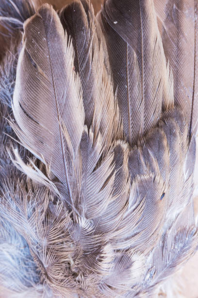 istock Macro closeup of dead sparrow with wings 810896796