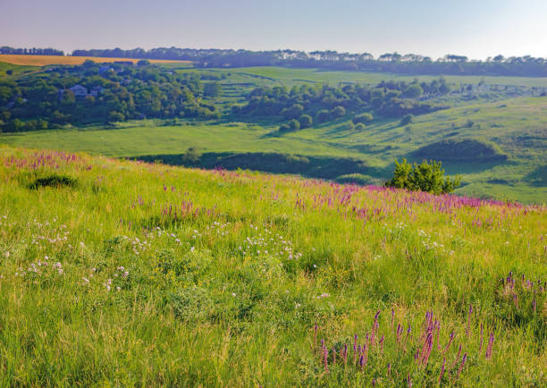 istock Summer landscape with rolling green hills, Ukraine 810905884
