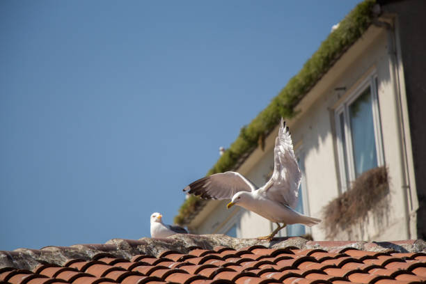 istock Seagulls sitting on the roof 810906180