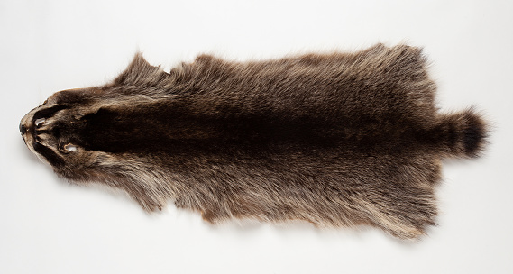 Skin beaver isolated on white background