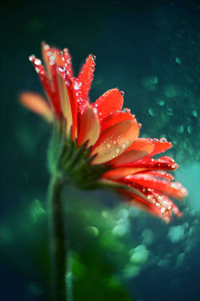 istock Artistic textured composition red Gerbera flower, rainy day 810914716