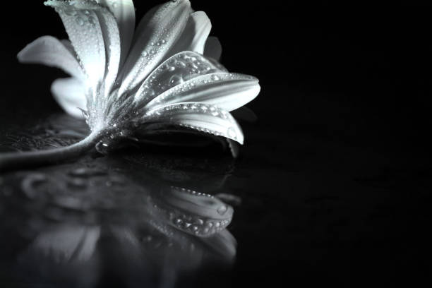 istock Artistic composition textured effect : Macro of wet gerbera daisy, reflection surface 810915592