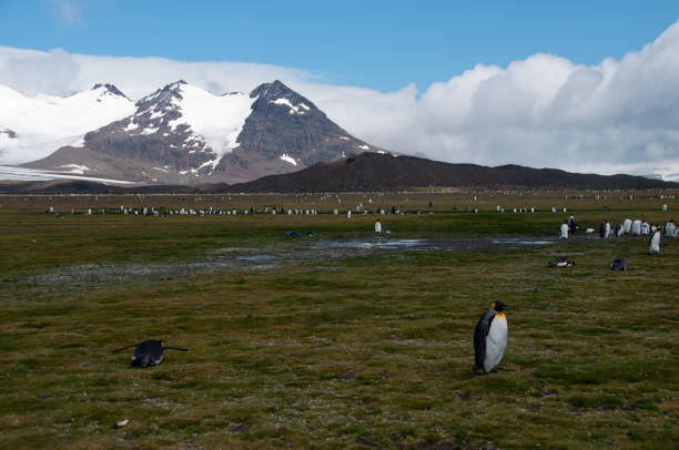 istock King Penguins on Salisbury plains 810918524