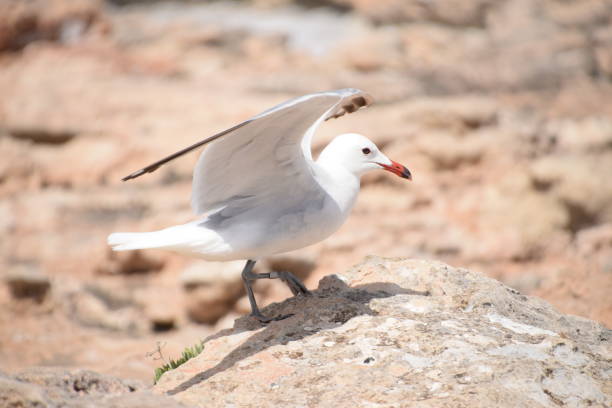 istock Ichthyaetus audouinii walking semi-detached wings 810918700