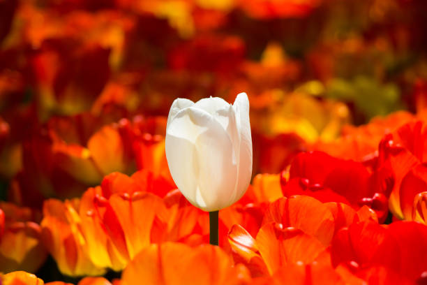 istock Single  Tulip Flower in Spring Season 810922496