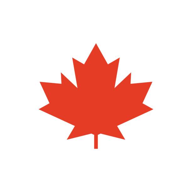 maple leaf vektor icon. symbol für kanada - maple leaf stock-grafiken, -clipart, -cartoons und -symbole