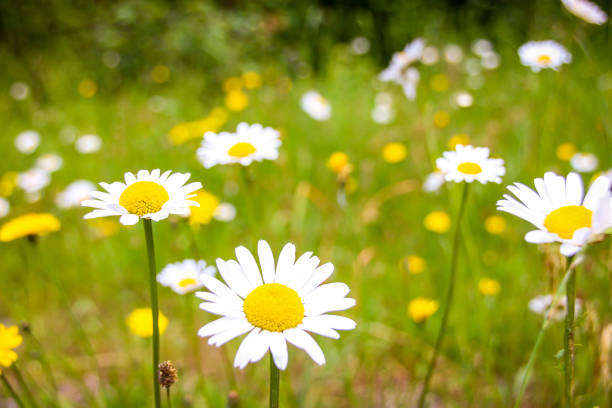 White and yellow flowers in spring forest closeup. Forest meadow covered by blossom flowers. Natural beauty background