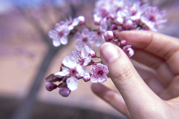 istock The cherry blossom in budding season 810936622