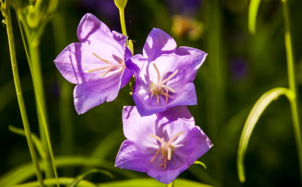 istock Wild flowers, British Columbia. 810936926