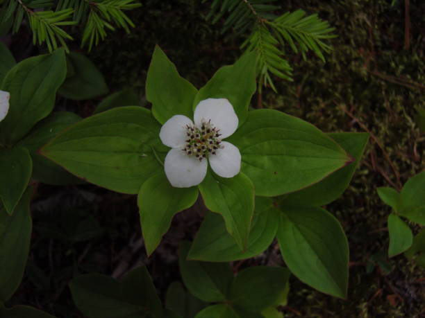 istock green plant with white flower 810937544