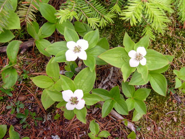 istock green plant with white flower 810938338