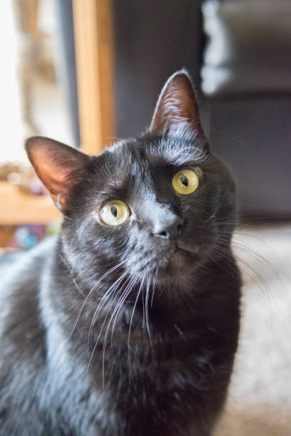 Curious Black Cat stock photo
