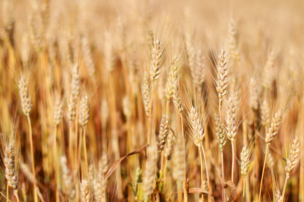 istock Spikes of ripe wheat. 810940332