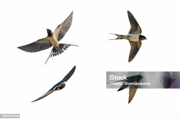 다양 한 자세의 삼키기 새에 대한 스톡 사진 및 기타 이미지 - 새, 제비, 날기