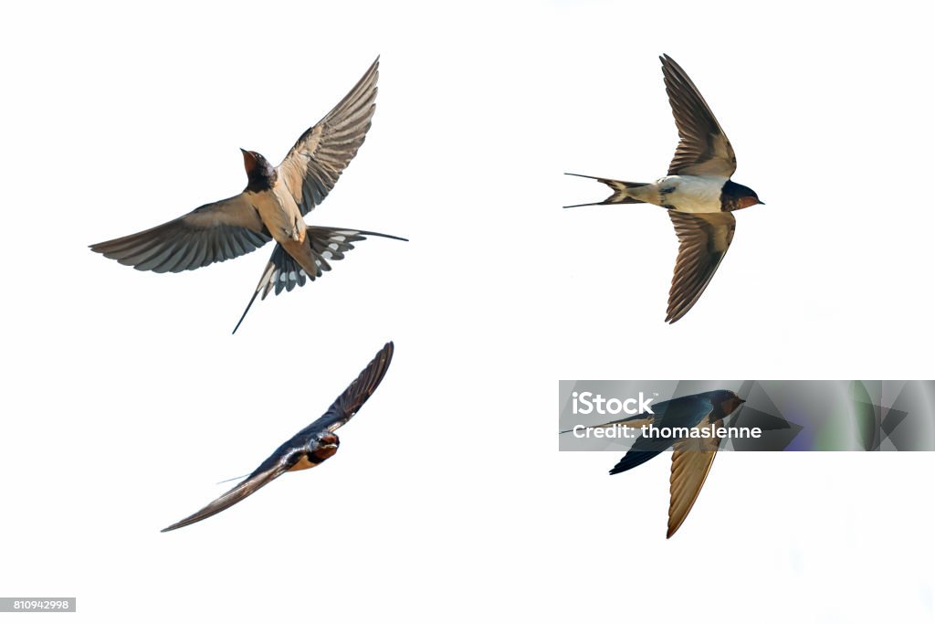 various postures of swallow various postures of swallow hirundo rustica on white background Bird Stock Photo