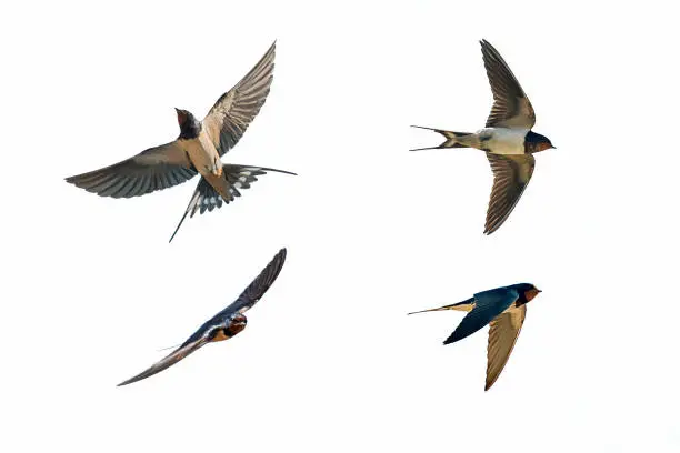 various postures of swallow hirundo rustica on white background