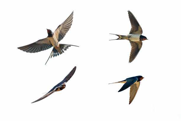 various postures of swallow - passerine imagens e fotografias de stock
